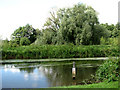 The River Bure near Drabblegate