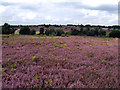 SK5660 : Purple heather on Oak Tree Lane Nature Reserve by James Hill
