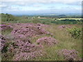 Heathland north of Llyn Llech Owain