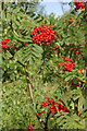 Rowan Berries