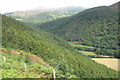 View across bracken and heather towards the hillside forest