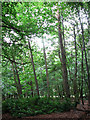 Tall trees and rhododendron bushes in woodland on Westwick Estate