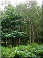 Birch trees and ferns in woodland on Westwick Estate