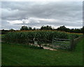 Cholderton - Corn Maze