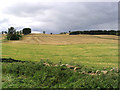 Farmland at Callaly