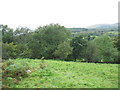 Bracken and woodland below Cae-heuad