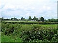 Babcary Church across fields