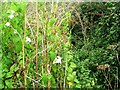 (Very) overgrown bridleway at Cary Fitzpaine