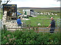 ND1535 : Sheep shearing at Houstry by Les Harvey