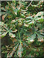 A Horse Chestnut Tree with Leaf Blotch - detail