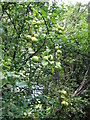 Crab Apples, Mains, Beith