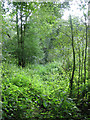 Path inside Aldercar Wood close to New Hall