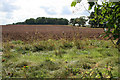 Farmland between High and Low Brecks Farms