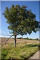 Tree by side of track