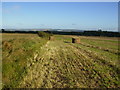 Field margin north of Hartswood Farm