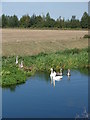 Swans on the River Slea