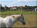 Fields with horses, looking towards Baylham