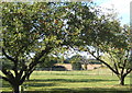 Fruit trees and lawn with fields beyond