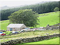 Diwrnod Cneifio. Sheep shearing at Cae