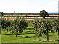 Fruit trees at Church Farm