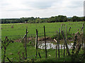 Pond in cattle pasture