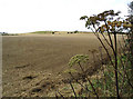 Ploughed and rolled field near Park Head Farm