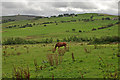 Field below Meadow Head Lane