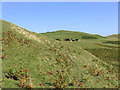 Cattle on Inner Hill with Simpson