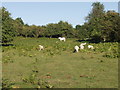 SJ2723 : Mixed grazing on Llynclys Common by John Haynes