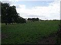 Dairy heifers grazing at  Bank Fm