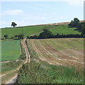 Footpath through Farmland, near Little Oxenbold Farm, Shropshire