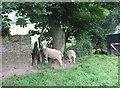 Sheep by the footpath