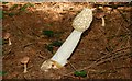 J2458 : Fungus 2-07 by Albert Bridge
