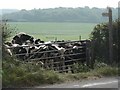 Stinsford: cows in bridleway gate