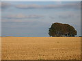 Stubble and copse.