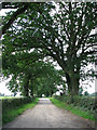 The driveway from Tipples Farm to the B1110 (Dereham Road)