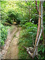 Bridleway in Mountain Wood