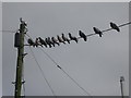 Birds on a Wire