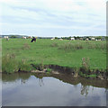 SJ9170 : Cattle Grazing by the Macclesfield Canal, Cheshire by Roger  D Kidd