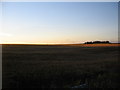 ND2865 : Grainfield near Alterwall by Phil Williams