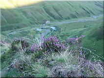 NT1814 : Heather on pathway above Grey Mare's Tail by David Hamilton