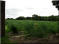 A field of asparagus