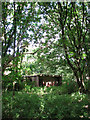 Ruined building in woodland surrounding Haveringland Hall