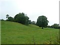 Trees in a meadow