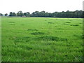 Field view near Willoughbridge Farm