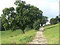 Tree lined track