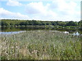 Williamthorpe Ponds Nature Reserve