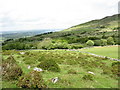 Gorse clumps in the ffridd below the ruins of Maes Meddygon