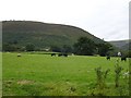 Sheep and young cattle below Moel lart