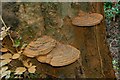 Fungus, Huntly, Banbridge (1)